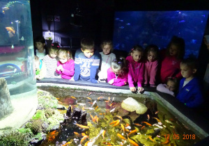 Dzieci oglądają rybki stawie.